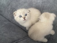 41 Günlük Beyaz Scottish Fold Yavru