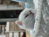 Kartopu Yavru Kediler Yeni Ailelerini Bekliyorlar