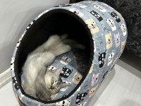 Kedimiz Yeni Sahibini Arıyor