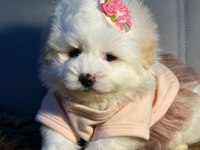 Pamuk Şeker Maltipoo Köpeği