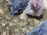 Forpus Papağanı Yavrularımız