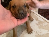 Presa Canario Son 3 Yavru