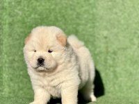 Chow Chow Yavruları Yeni Yuvaya Hazır