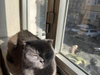 Scottish Fold Kedimiz Ücretsiz