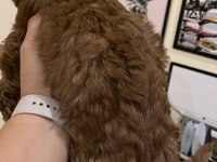 Ev Ortamından Kaliteli Poodle Yavrular