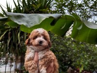 Toy poodle yavrumuz sağlık ve ırk garantilidir