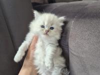 Scottish Fold Yavru Antalya