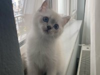 British Shorthair Blue Point
