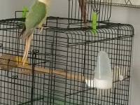 Takım Bilezikli Konur Papağanı