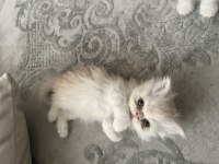 2 Aylık Erkek-Dişi İran Kediler