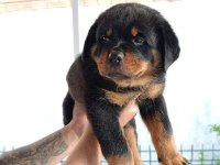 2 aylık oldu rottweiler köpeğimiz