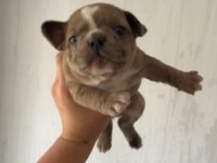 Erkek Ve Dişi French Bulldog Yavrucuklar