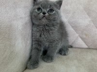 Ayı Surat Top Kafa Dişi British Shorthair Bebiş