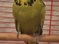 Show Jumbo Muhabbet Kuşu