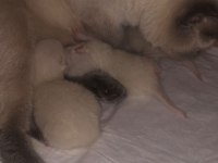 Safkan British Shorthair Yavrularım Yuva Arıyor