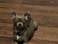 Teacup lilac erkek şivava