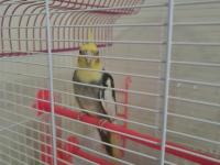 Sultan papağanımız