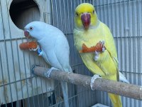 Mutasyon Pakistan Papağanı Takım