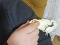 Full Evcil Sultan Papağanı