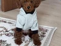 5 Aylık Dişi Toy Poodle Aşıları Tam