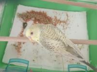 6 aylık erkek muhabbet kuşu