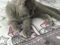 3 Aylık Erkek British Shorthair Acil