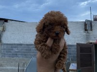 Birbirinden güzel poodle yavrular