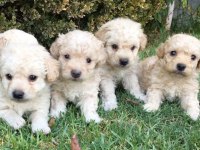 Efsane maltipoo yavruları