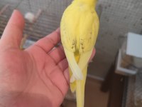 Muhabbet Kuşu Yavruları