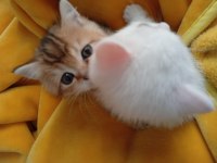 2 Aylık Yavru British - Van Kedisi Melezi