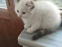 British Shorthair Yavrular