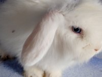 Teddy Lop Damızlık Altı Tavşan Yavrular