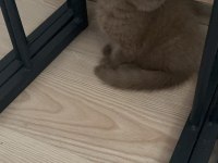 Cinnemon Fawn British Shorthair