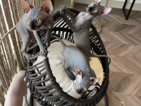 Sphynx Sfenks Bebekleri