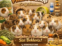 Çok Tatlı Rengarenk Ginepigler Adana Kobay