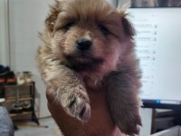 Rezerveye Açık 2 Dişi Köpeğimiz