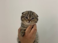 Scottish fold erkek bebek