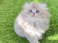 British Longhair Golden Ny