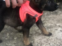 Yuvalarına Gitmeye Hazır Belçika Kurdu