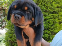 Şampiyon Rottweiler Köpeği Yavrularımız