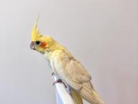 Sultan papağanı sahiplendirilecektir