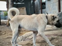 Orjinal Üst Düzey Kaliteli Kangal