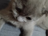 Scottish Fold 4 Aylık Dişi Yavrumuz