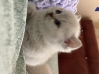 Safkan British Shorthair Yavrularımız