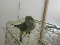 1.5 Aylık Full Evcil Oyuncu Ele Gelen Monk Papağanı