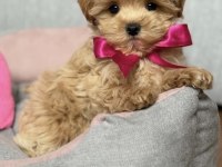 Büyümeyen Maltipoo Bebekler