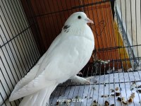 Satılık Her Çeşit Güvercinler Yavru Yumurta Muayer