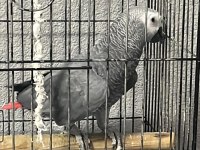 Jumbo jako papağanı