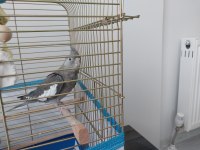 Sultan Papağanı 7 Aylık