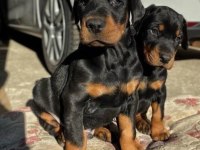 Irk ve sağlık garantili doberman